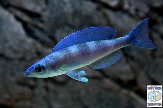 Cyprichromis leptosoma 'Kerenge Island'